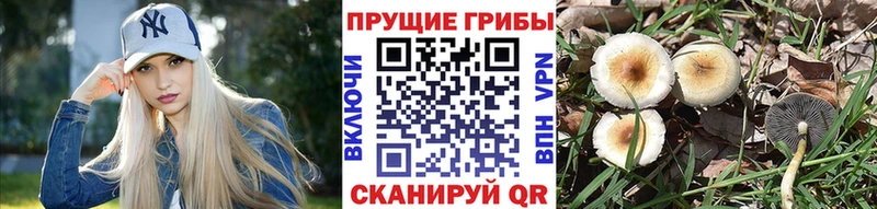 Галлюциногенные грибы ЛСД  Кондрово 